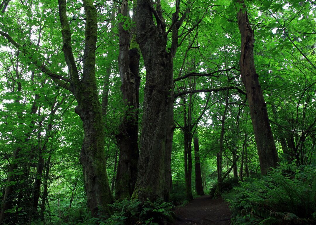Answer: Tree #1